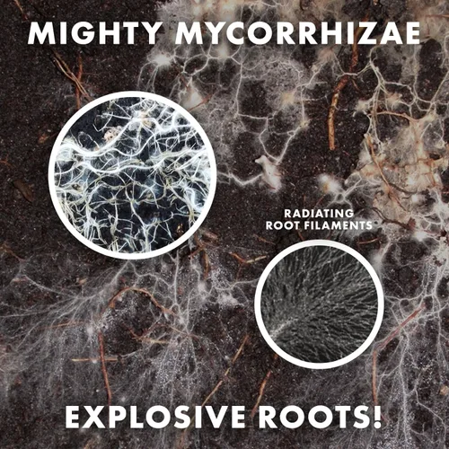 Vista 2 de Mycorrhizae Inoculante para 16 especies (1 libra) mejora la tolerancia a la sequía + ahorra agua preciosa + fertilizante, estimulador de raíces •
