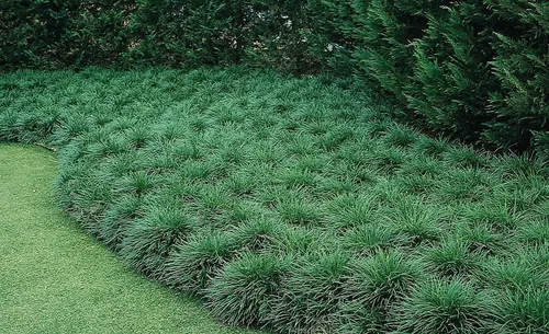 Vista 2 de Mondo Grass Ophiopogon Japonicus 10 plantas vivas de raíz desnuda Plantas de cobertura vegetal de hoja perenne amantes de la sombra viva