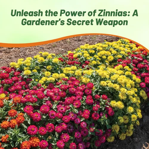 Vista 5 de Outsidepride - Zinnia, 50 semillas anuales, Marylandica Zahara Double Brilliant Flower Seed Mix, mezcla de semillas de flores para plantar