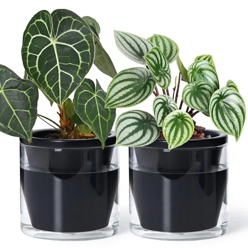 Vista 9 de D'vine Dev Maceta de Diseño de Riego Automático de 4 Pulgadas para Plantas de Interior, Maceta de Terracota Azul con Vaso Cilíndrico de Vidrio