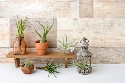 Vista 15 de Tillandsia Plantas de aire vivas de interior (paquete de 100), plantas de aire, recuerdos de fiesta a granel o recuerdos de boda, plantas vivas