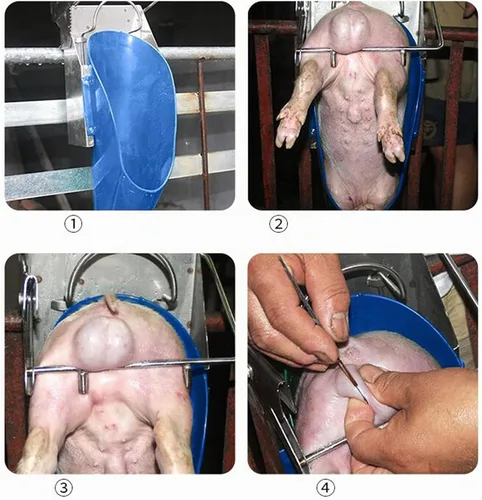 Vista 4 de CNCEST Herramientas de castración de cerdos, herramientas de acero inoxidable para castración, nuevo soporte para castración de lechones, marco