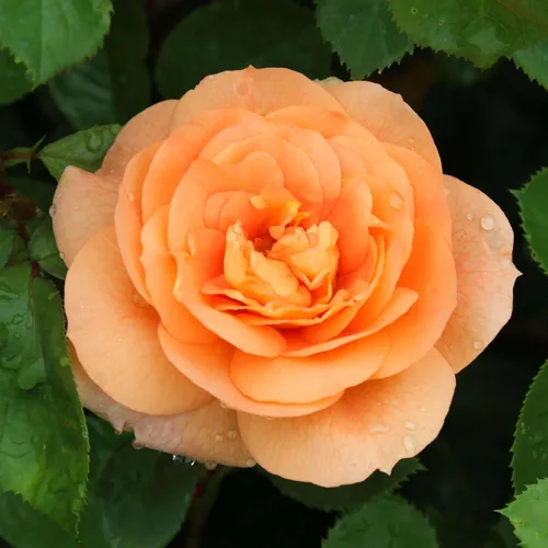 Vista 9 de Heirloom Roses Rose Plant - Amber Abundance® Apricot Rose Bush, English Legend Planta viva para plantar al aire libre