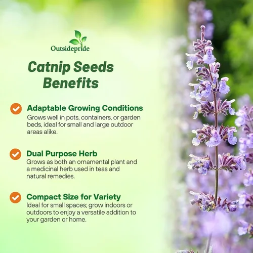 Vista 3 de Outsidepride Nepeta Cataria Semillas de hierba gatera para plantar, 1/4 lb. Semillas de hierbas perennes, aptas para polinizadores, tolerantes a