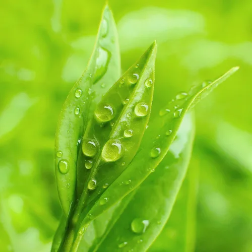 Vista 7 de Petal Fresh Eliminación de maquillaje de árbol de té y menta, toallitas limpiadoras, toallitas faciales suaves, limpieza diaria, vegano y libre