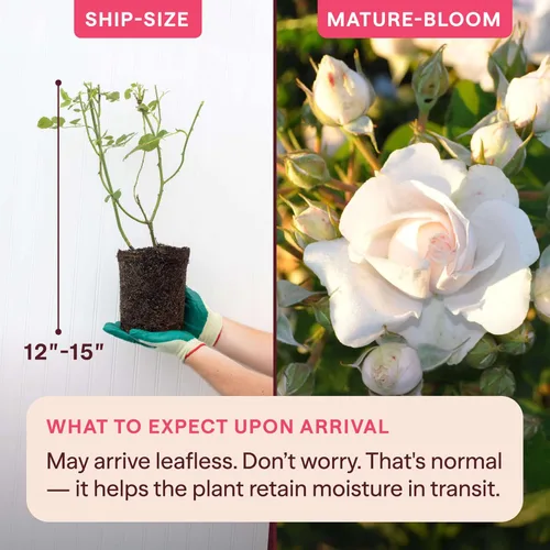 Vista 2 de Heirloom Roses Rose Plant - Amber Abundance® Apricot Rose Bush, English Legend Planta viva para plantar al aire libre