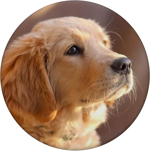Vista 3 de Golden Retriever Puppy – PopSockets Grip y soporte para teléfonos y tabletas