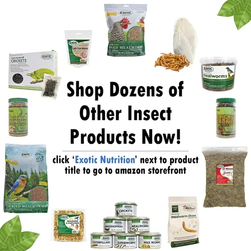 Vista 5 de Exotic Nutrition Insectos secos paquete de 3 – Grillos, saltamontes, gusanos de la harina – para planeadores de azúcar, erizos, aves silvestres