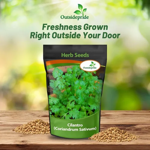 Vista 4 de Outsidepride Semillas anuales de jardín de hierbas de cilantro cilantro para microverdes, brotes y cocina de 1 oz