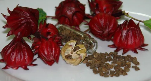 Vista 4 de Colección de semillas de jardín de hierbas medicinales #11 – Un paquete variado de 6 semillas de hierbas raras de reliquia. CÁPSULAS DE SEMILLAS