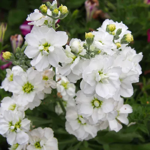 Vista 3 de Eden Brothers Semillas de Stock - White Goddess