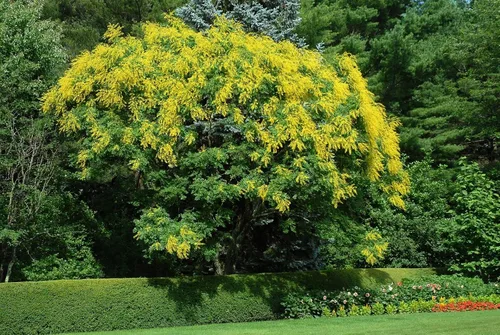 Vista 3 de Koelreuteria Paniculata - Árbol de lluvia dorado - Planta viva en una maceta de 3 galones - Hermoso árbol con flores para el patio y el jardín