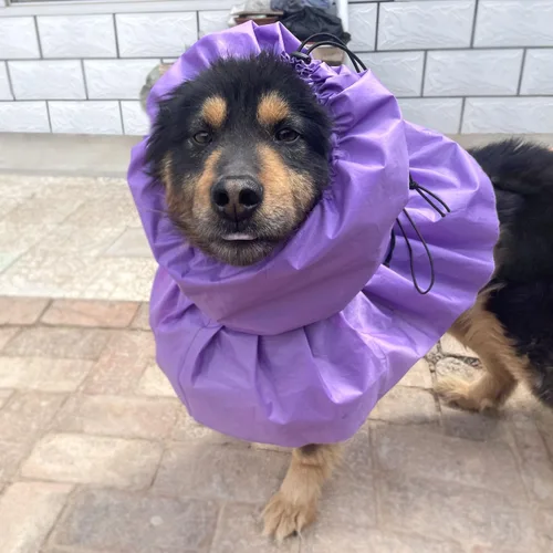 Vista 2 de Gorro de lluvia impermeable para perro, redecilla impermeable para perros de cabeza a hombro, protector de orejas