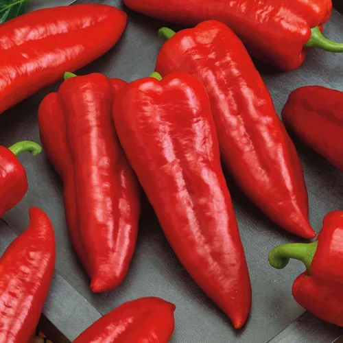 Vista 7 de Eden Brothers Semillas de Pimiento Dulce - Pimentón Alma