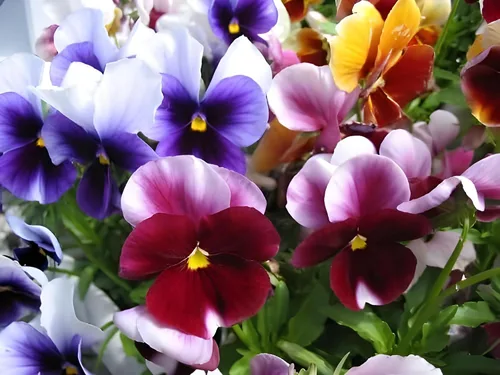 Vista 5 de Swiss Giant Pansy Seeds (Viola × wittrockiana) - Flores grandes y vibrantes en colores mixtos, sin OMG, resistentes al frío, anual de larga