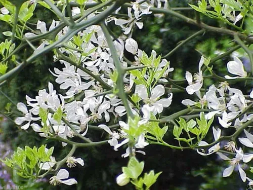 Vista 2 de Semilla de naranja resistente (Poncirus trifoliata) también conocida como naranja amarga china, zona resistente 5 (100 semillas)