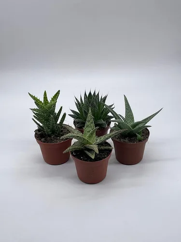 Vista 3 de BubbleBlooms Surtido variado de aloe, macetas de 3 pulgadas, 4 suculentas de aloe diferentes