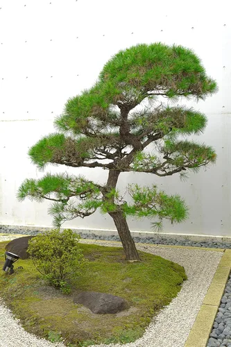 Vista 7 de Pino negro japonés Plántula de árbol mediano The Jonsteen Company
