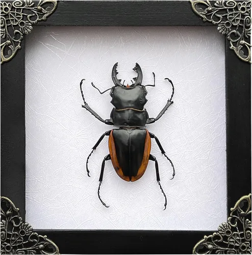 Vista 116 de 2 Real Dragonfly Specimens Shadow Box Framed Insect Display Oddities Curiosities Entomology Collection Natural History Wall Decor Gift for Nature