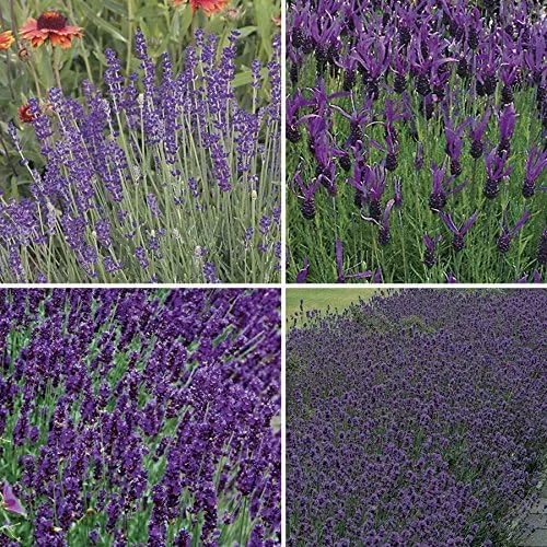 Vista 2 de Park Seed La colección de semillas de lavanda de Park, contiene lavandas inglesas, francesas largas, azul hidcote y Munstead