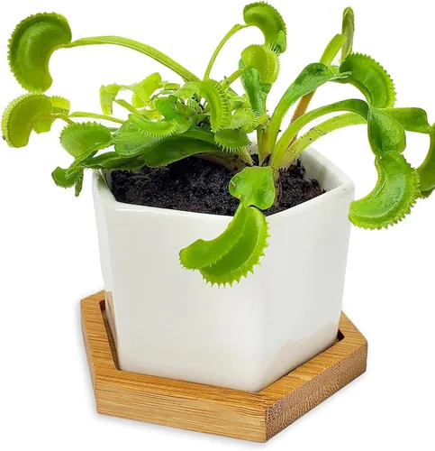 Vista 9 de Plantas carnívoras Sundew vivas con maceta de cerámica hexagonal blanca moderna de 2.7" con platillo + comida para trampa de Venus, pinzas