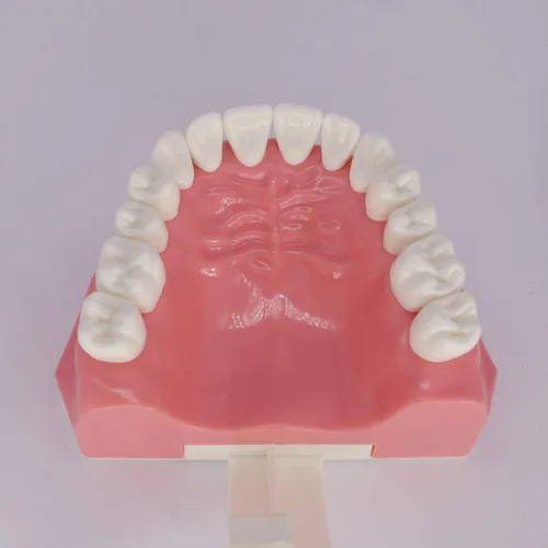 Vista 7 de Modelo de dientes dentales Typodont para cepillar hilo dental Práctica Demostración Enseñanza Estudiar 1:1 Tamaño estándar