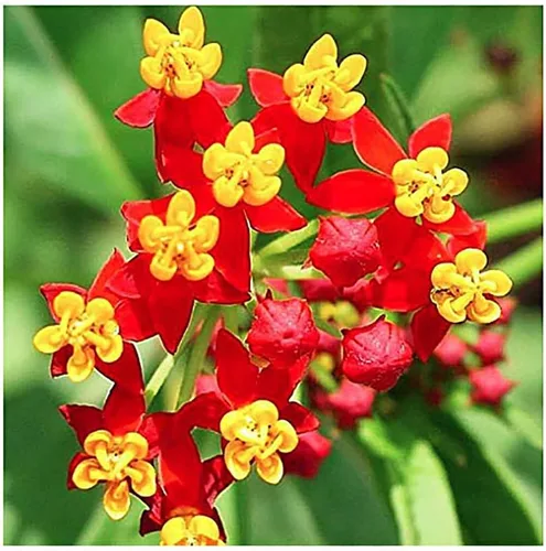 Vista 3 de Tropical Milkweed - Asclepias Currassavica Seeds - Alimento y planta hospedadora para mariposas monarca. Crecerá en todo los Estados Unidos como