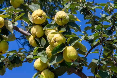 Vista 3 de 20 semillas de arbustos con flores de membrillo culinario común Cydonia Oblonga