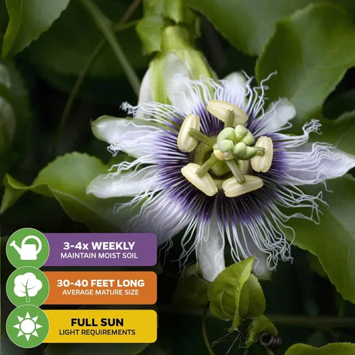 Vista 4 de Bounty Passiflora by Wellspring Gardens - Fruta dulce y jugosa - Crecimiento rápido y vigoroso - Ideal para enrejados, cercas y contenedores