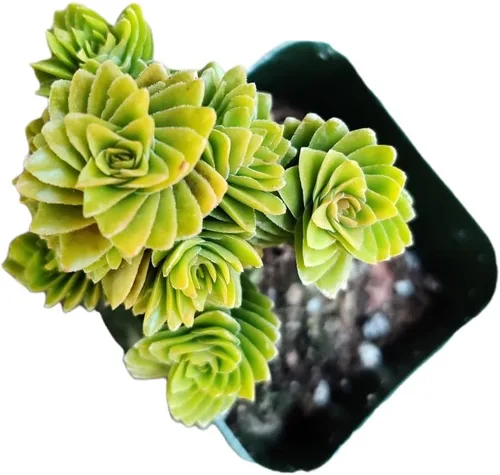Vista 15 de Plantas de cactus suculentas vivas (2 pulgadas Opuntia Microdasy Golden Swirl Monstrose)