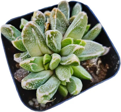 Vista 4 de Plantas suculentas de cactus vivos de USKC (2 "Pot Aloe Juvenna 'Tiger Tooth Aloe')