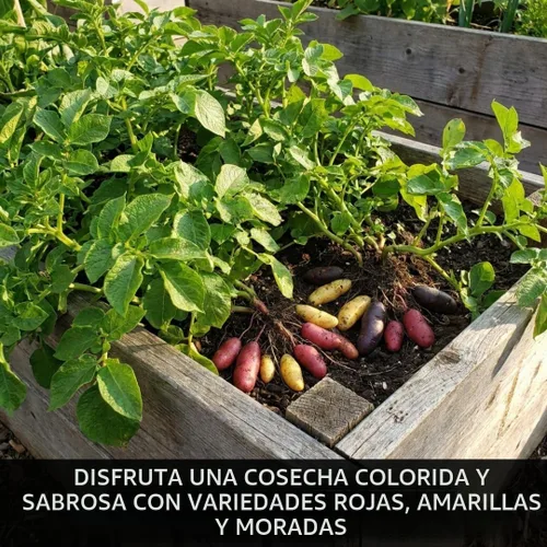 Vista 6 de Patatas de semillas de alevín de 3 libras Mezcla roja, amarilla y morada