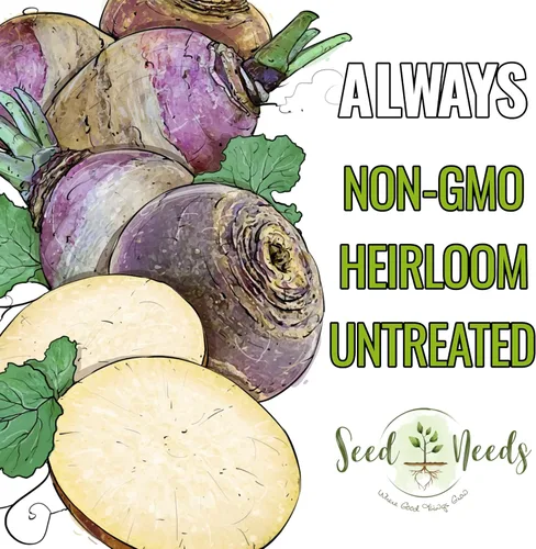 Vista 4 de Seed Needs Purple Top Rutabaga Seeds to Plant Heirloom & GMO 1 paquete
