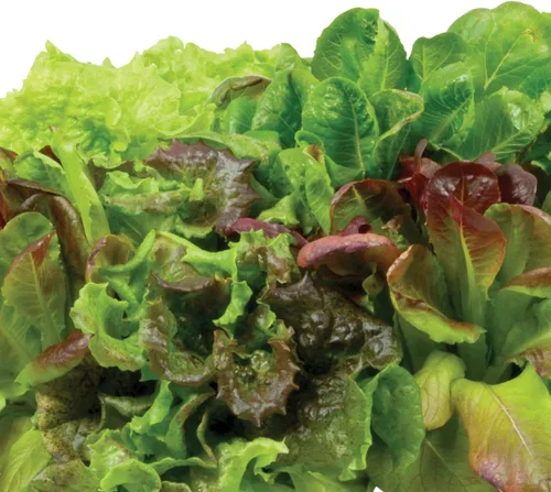 Vista 3 de Miracle-Gro AeroGarden - Kit de semilla autóctonas en vainas de ensalada
