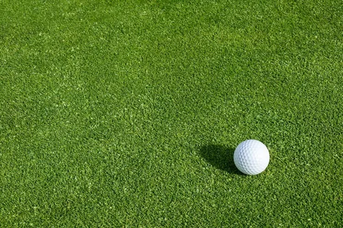 Vista 2 de Seeds2Go - Semillas rastreras BentGrass, paquete de 1 libra de semillas puras