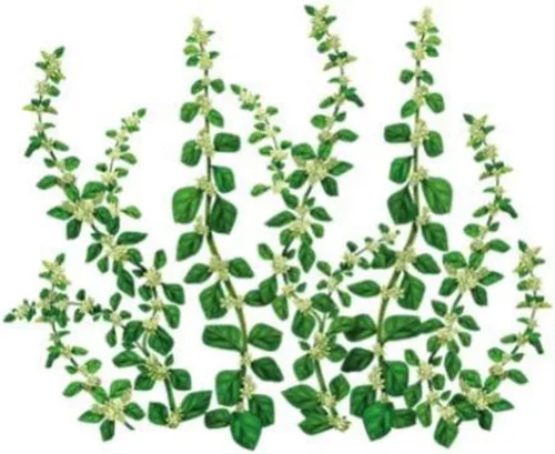 Vista 2 de POL-PALA (AERVA LANATA KNOTGRASS DE MONTAÑA), TÉ DE HIERBAS – 1.5 oz (40 g) (1)