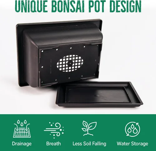 Vista 5 de Kit de iniciación de bonsái REALPETALED – Kit de árbol bonsái japonés 7 semillas macetas – Cultiva tu propio completo – Regalos para amantes