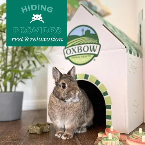 Vista 7 de Oxbow Timothy Hay Bungalow, conejillo de indias y casa de conejos, mediano Hand-Woven Bunny Hideout, Edible Rabbit Hut, Guinea Pig Accessories