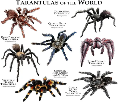 Vista 3 de CafePress Tarantulas Of The World Taza de café de cerámica (11 oz)
