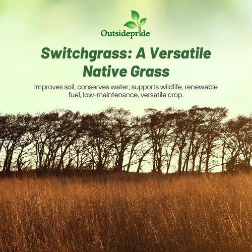 Vista 5 de Outsidepride Semilla de Switchgrass - 1 lb. Hierba nativa perenne, resistente a la sequía y las inundaciones, semilla de césped ideal para céspedes