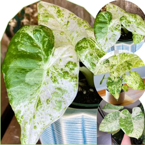 Vista 5 de 2 plantas de Alocasia de coral negro vivo para cultivo en interiores y exteriores, de 4 a 8 pulgadas de alto, rara y resistente