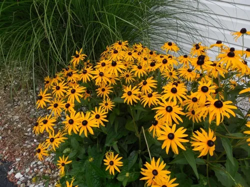 Vista 4 de Black Eyed Susan (Rudbeckia hirta) 500 Seeds - Reliquia - Polinizada abierta - Hermosas semillas de flores para plantar - Atrae polinizadores