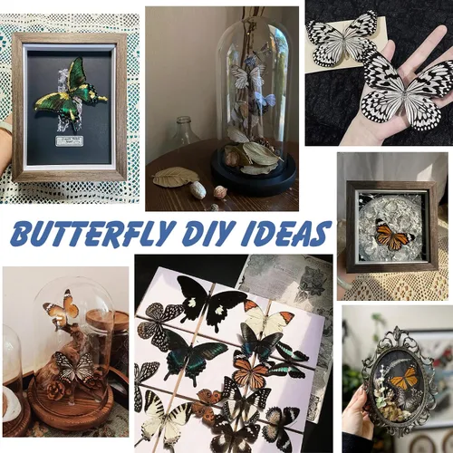 Vista 5 de WTUAWB 6 piezas de mariposa de taxidermia real – especímenes de producción creativa de bricolaje, animales de taxidermia para caja de sombra
