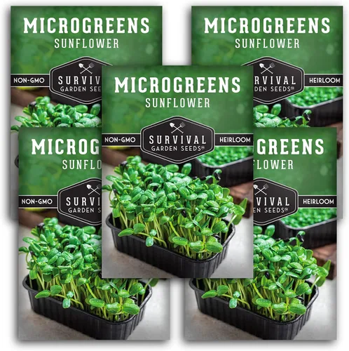 Vista 11 de Semillas de microgreens de girasol para brotar – Planta y cultiva brotes de nuez y crujientes llenos de proteínas y vitaminas – Heirloom de rápido