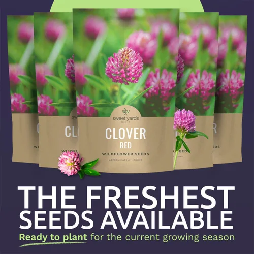 Vista 2 de Red Clover - Bulk 5 Pounds - 1,200,000 Semillas de flores para plantar - Trifolium pratense