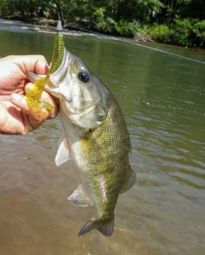Vista 2 de Cebo Yum Grub de Varias Especies con Cola Rizada para Natación y Señuelo de Pesca