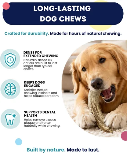 Vista 2 de Onward Hound - Cuernos de alce para perros, tamaño mediano entero de 6 pulgadas +, 1 paquete Sized for dogs 15–35 lb. Grade A, naturally shed in