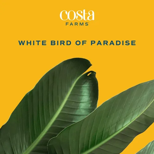 Vista 3 de Costa Farms White Bird of Paradise - Planta de interior viva, Strelitzia nicolai, planta tropical extra grande de 4 a 5 pies de alto, planta