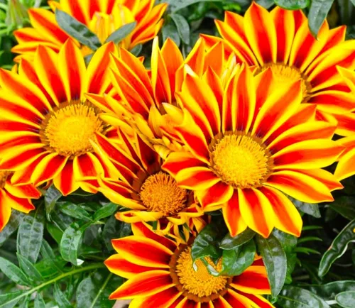 Vista 5 de Showy Gazania Flower Mix Perenne 100+ semillas para plantar flores del tesoro sin OMG Margarita africana