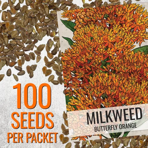 Vista 3 de Seed Needs Semillas de algodoncillo de mariposa naranja para mariposas monarca, 1 paquete